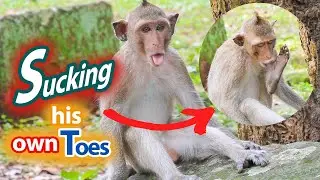 This monkey habit like to sucking his own toes when he sleeps. 🐒🙊