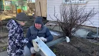 В саду ремонт водостока.  Высадила ранние томаты на приподнятую тёплую грядку в теплице.