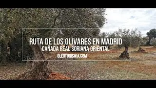 Oleoturismo Madrid  Valdaracete