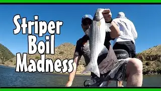 Striper Boil Madness / Fishing Striped Bass Boils for Big Fish