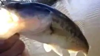tons of bass, plus a monster