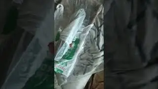 пришёл инкубатор блиц норма 72 из Вологды.