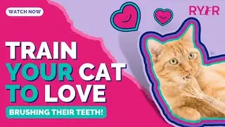 How to Teach Your Cat to LOVE Getting Their Teeth Brushed; FOREVER