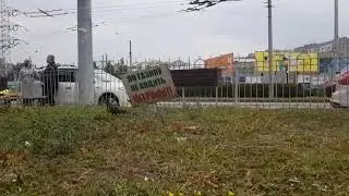 Злостный нарушитель! Голубь в бегах