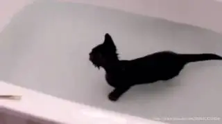 Кот плавает в ванной !!!