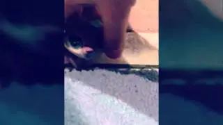 Как правильно мыть петиков!