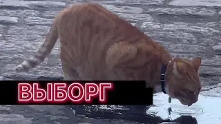 Влог с Выборга