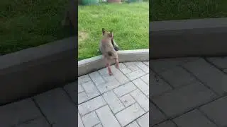 Для счастья нужна Калоша 😂 #щенокфранцузскогобульдога #puppy
