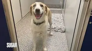 New Dogs from Dallas | Animal Welfare Association | Animal Shelter in New Jersey