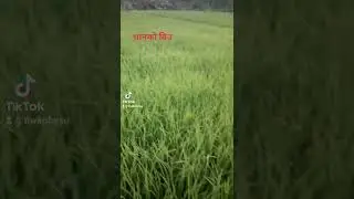 धानको बिउ