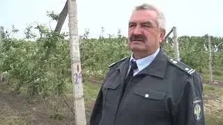 Установка феромонных ловушек в саду