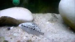 Parachromis Dovii