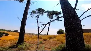 TreeStyle 🌲🌳