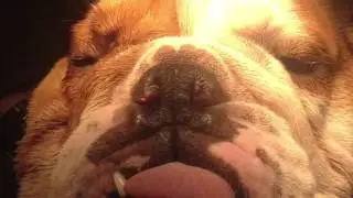 chiens veto34