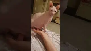 Fat Sphynx cat named Semen 😬 Funny cat 🤣