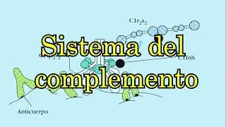 El sistema del complemento