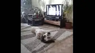 Джесси бесится с Дианосом)
