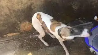 Gutto o cão Whippet, sacodindo em Câmera Lenta, Slow Motion 20 -08- 2019 parte 1