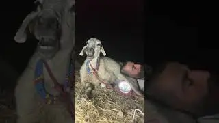 Gülçinin Dünyası