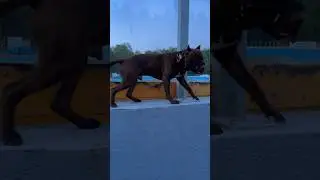 Делайте так, каждый день и ваша собака скажет вам спасибо 