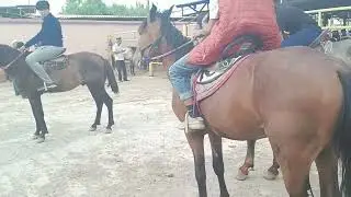 Андижон вилояти Коргонтепа хайвон бозори От Ва Той Нархлари.04.07.2023