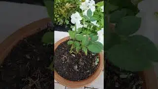 Розы из магнита Кордона (или кордана ?) чайна-гибридная, гортензии.