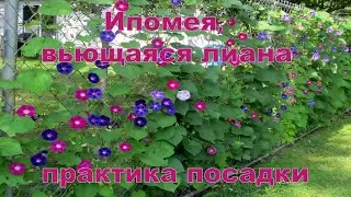 Ипомея, вьющаяся лиана .Как посадить ипомею?