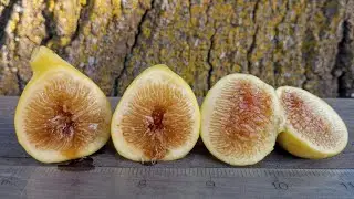 Santa Bárbara unk fig cutting