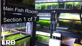 Finally! LRB Planted Aquarium Fish Room Tour! Main Fish Room Section 1 of 7