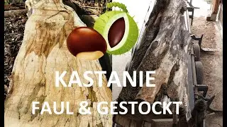 Kastanienstamm gestockt 🌰 Mobiles Sägewerk, Portable Sawmill, Big Mobile Bandsaw, Big chestnut Tree