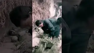 Best tool cutting grass