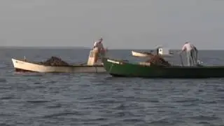 Oyster Farming 