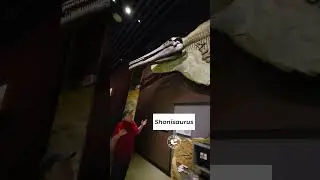 Shonisaurus: Marine Giant!