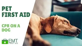 Dog CPR | Pet First Aid  | EMT First Aid Training