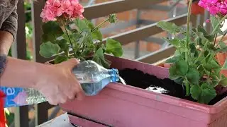I have been doing this for years: 2 super tricks to make geraniums bloom like crazy all year round