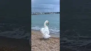 Лебедь - чистюля 😁🦢🌊        20 Aprile 2024
