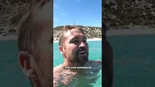 ONCE IN A LIFETIME interaction with WILD dolphins! 🐬