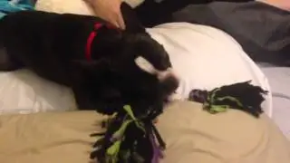 Gizzy the Boston terrier loves his rope