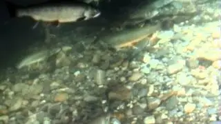 Plongée du sous-marin FA-Forel à Rivaz