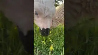 Çiko ile Maviş Akşam yemeğine çıkarsa