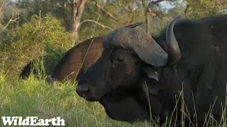 WildEarth - Sunrise Safari - 29 April 2023