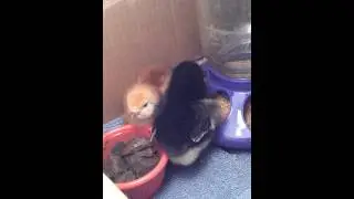 New baby chicks for Mother's Day 2014