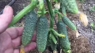 Plant these cucumbers and you'll have a great harvest