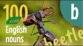 100 ENGLISH Nouns - Some of the Most Common Words in English that Begin with the Letter 'B'