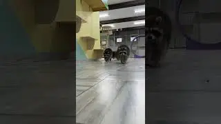 Забег енотов на 100 метров🐾🏃‍♀Кто победил?)
