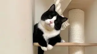 The Cutest Kittens and Cats in the World to Brighten Up Your Day!