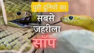 Which snake is the most poisonous? दुनिया का सबसे जहरीला सांप Inland taipan