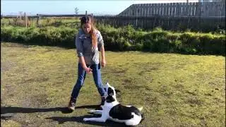 Border Collie Tricks/Freestyle - Sven