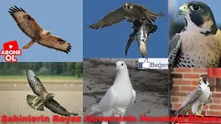 Şahinlerle Gök Doğanları Beyaz Güvercinle Havadaki Showu!!