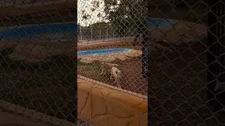 White Lion Cubs #zoo #2024 #lion #babylion #cub #whitelion